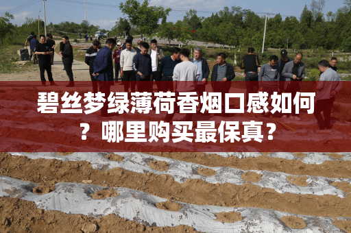 碧丝梦绿薄荷香烟口感如何？哪里购买最保真？